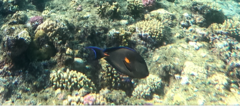 Acanthurus sohal