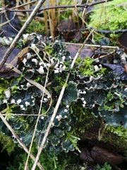 Peltigera horizontalis