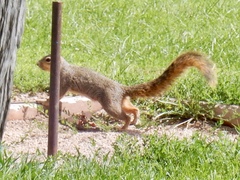 Sciurus niger