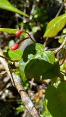 Ipomoea repanda