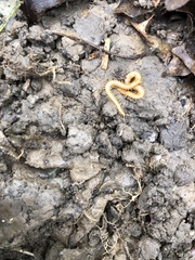 Haplophilus subterraneus