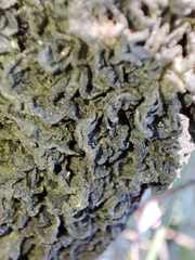 Leptogium brebissonii