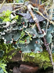 Peltigera horizontalis