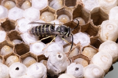 Vespula flaviceps