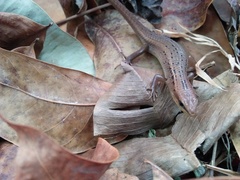 Eutropis rugifera