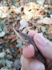 Eutropis rugifera