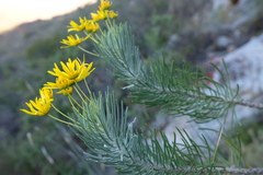 Euryops tenuissimus