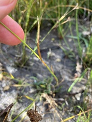 Juncus marginatus