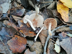 Inocybe sindonia