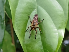 Laphriini