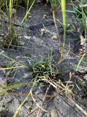 Juncus marginatus