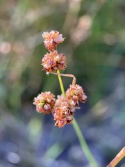 Juncus marginatus