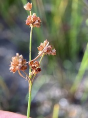 Juncus marginatus