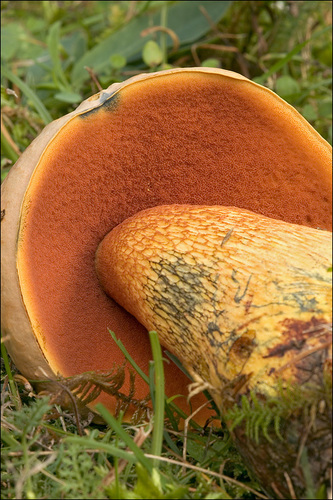 Lurid Bolete