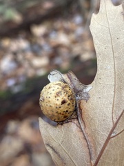 Amphibolips quercusostensackenii