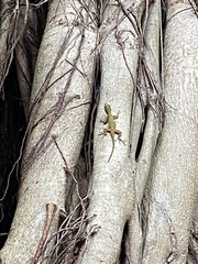 Anolis distichus