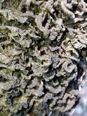 Leptogium brebissonii