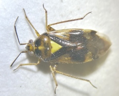 Orthops