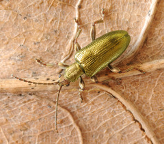 Plateumaris discolor