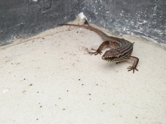 Eutropis rugifera