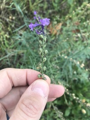 Linaria purpurea