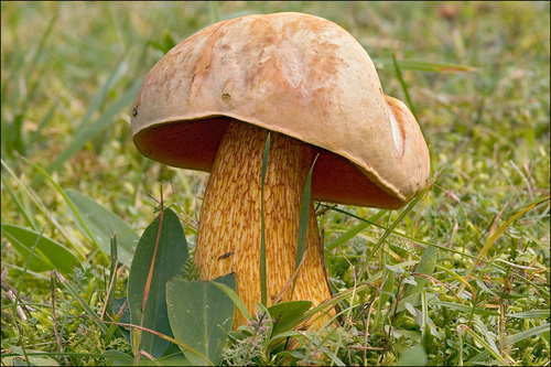 Lurid Bolete