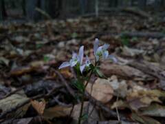 Triphora trianthophoros trianthophoros