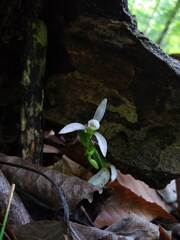 Triphora trianthophoros trianthophoros