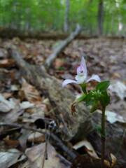 Triphora trianthophoros trianthophoros