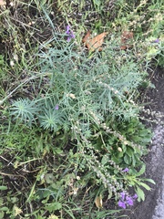 Linaria purpurea