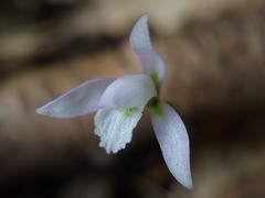 Triphora trianthophoros trianthophoros