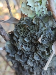 Leptogium brebissonii