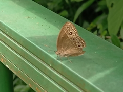 Mycalesis perseoides