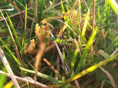 Clavulinopsis corniculata