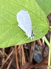 Idaea tacturata
