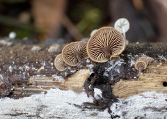 Deconica horizontalis