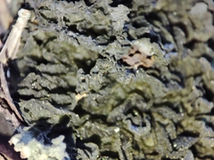 Leptogium brebissonii