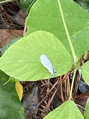 Idaea tacturata