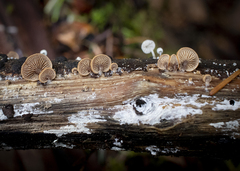 Deconica horizontalis