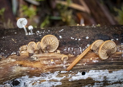 Deconica horizontalis