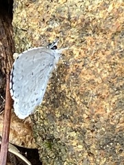 Idaea tacturata