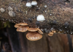 Deconica horizontalis