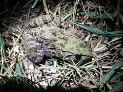 Fejervarya cancrivora