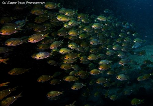 Chromis hypsilepis