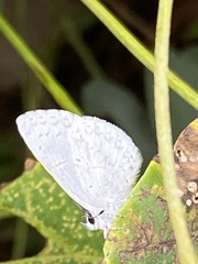 Idaea tacturata