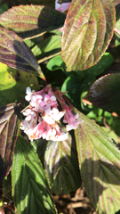 Bergenia crassifolia