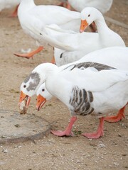 Anser anser domesticus