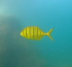 Gnathanodon speciosus