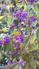 Callicarpa dichotoma
