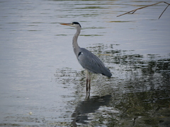 Ardea cinerea